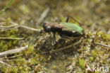 Duitse Zandloopkever (Cylindera germanica)