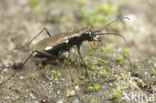 Cliff Tiger Beetle (Cylindera germanica)