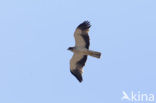 Booted Eagle (Hieraaetus pennatus)