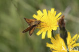 Lulworth Skipper (Thymelicus acteon)