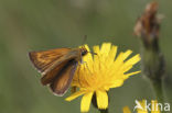 Lulworth Skipper (Thymelicus acteon)