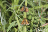 Lulworth Skipper (Thymelicus acteon)