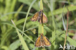 Lulworth Skipper (Thymelicus acteon)