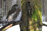 Eurasian Pygmy-Owl (Glaucidium passerinum)