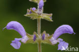 Echte salie (Salvia officinalis)