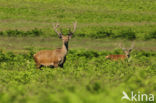 Red Deer (Cervus elaphus)