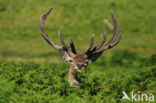 Red Deer (Cervus elaphus)