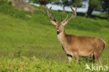 Red Deer (Cervus elaphus)