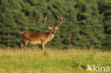 Red Deer (Cervus elaphus)