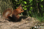 Eekhoorn (Sciurus vulgaris)