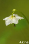 Eenbloemig wintergroen (Moneses uniflora) 