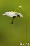 One-flowered Wintergreen (Moneses uniflora)