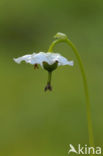 One-flowered Wintergreen (Moneses uniflora)
