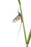 Eendagsvlieg (Ephemera danica)