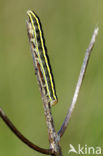 Broom Moth (Ceramica pisi)