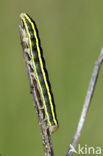 Broom Moth (Ceramica pisi)