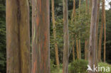 Eucalyptus (Eucalyptus diversicolor)