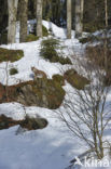 Eurasian Lynx (Lynx lynx)
