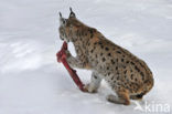 Euraziatische lynx (Lynx lynx) 