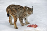 Euraziatische lynx (Lynx lynx) 