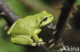 Europese boomkikker (Hyla arborea) 