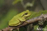 Europese boomkikker (Hyla arborea) 