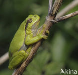 Europese boomkikker (Hyla arborea) 