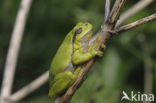 Europese boomkikker (Hyla arborea) 