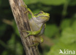 Europese boomkikker (Hyla arborea) 