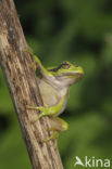 Europese boomkikker (Hyla arborea) 