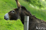 Donkey (Equus asinus)