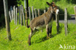 Donkey (Equus asinus)