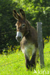 Donkey (Equus asinus)