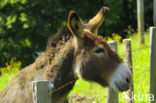 Donkey (Equus asinus)