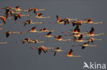Flamingo (Phoenicopterus ruber)