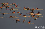 Flamingo (Phoenicopterus ruber)