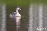 Great Crested Grebe (Podiceps cristatus)