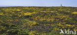 Gaspeldoorn (Ulex europaeus) 