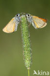 Small Skipper (Thymelicus sylvestris)