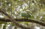 Geelwangamazone (Amazona autumnalis)