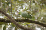 Red-lored Parrot (Amazona autumnalis)