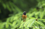Common Redstart (Phoenicurus phoenicurus)