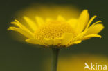 Gele kamille (Anthemis tinctoria)