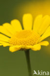 Gele kamille (Anthemis tinctoria)