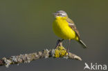 Gele Kwikstaart (Motacilla flava) 