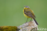 Yellow Wagtail (Motacilla flava)