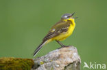 Yellow Wagtail (Motacilla flava)