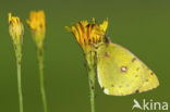 Pale Clouded Yellow (Colias hyale)