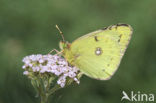 Pale Clouded Yellow (Colias hyale)