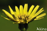 Gele morgenster (Tragopogon pratensis ssp. pratensis)